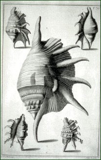 Nicola Gualtieri, Index testarum conchyliorum, Florentiae, ex typographia Caietani Albizzini, 1742