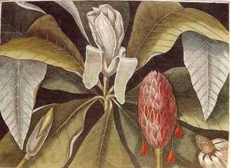 Mark Catesby, Piscium serpentum insectorum ..., Nürnberg, bey Paul Jonathan Felsseker, 1777